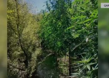 Operacionet për luftimin e kultivimit të kanabisit vazhdojnë, 8028 bimë të shkatërruara dhe 5 kryetarë fshatrash të ndjekur penalisht.