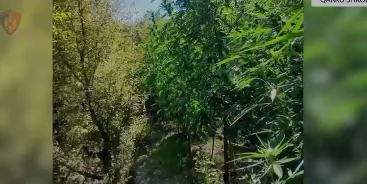 Operacionet për luftimin e kultivimit të kanabisit vazhdojnë, 8028 bimë të shkatërruara dhe 5 kryetarë fshatrash të ndjekur penalisht.