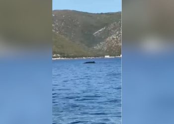 Pamje të jashtëzakonshme në bregdetin e Vlorës, turistët kapin një balenë pranë Karaburunit