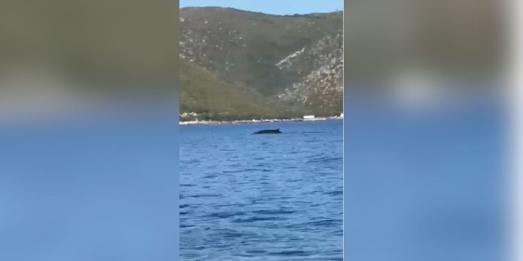 Pamje të jashtëzakonshme në bregdetin e Vlorës, turistët kapin një balenë pranë Karaburunit