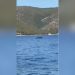 Pamje të jashtëzakonshme në bregdetin e Vlorës, turistët kapin një balenë pranë Karaburunit