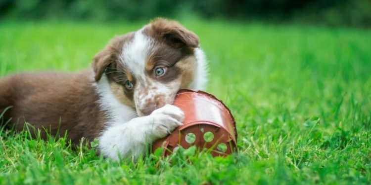Pensionisti dënohet nga Gjykata e Lartë në Greqi për vrasjen e 8 këlyshëve të qenve, burg dhe gjobë.
