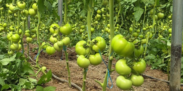 Përdorimi i pesticideve "ndihmon" fermerët, por prodhuesit e frutave dhe perimeve ankohen për dëmet nga abuzimet.