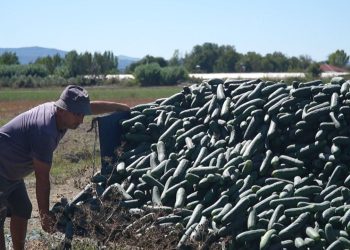 Perimet e hedhura në kanal, fermerët: Tregu s'po na tërheq nga frika e pesticideve, shteti duhet të monitorojë situatën