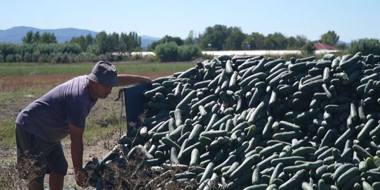 Perimet e hedhura në kanal, fermerët: Tregu s'po na tërheq nga frika e pesticideve, shteti duhet të monitorojë situatën