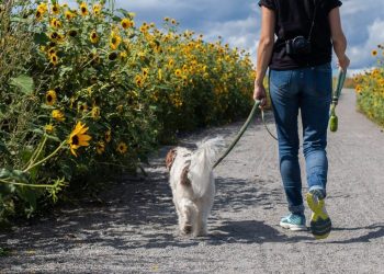 Qyteti italian po planifikon të implementojë një 'taksa turizmi' për qentë.
