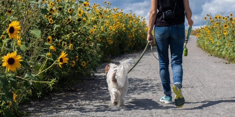 Qyteti italian po planifikon të implementojë një 'taksa turizmi' për qentë.