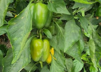 Skandali i pesticideve në produkte shqiptare shpërthen: Pas domateve dhe pjeshkëve, tani janë specat. Sllovenia i tërheq me urgjencë nga tregu.