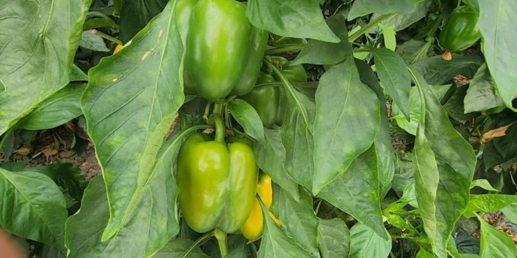 Skandali i pesticideve në produkte shqiptare shpërthen: Pas domateve dhe pjeshkëve, tani janë specat. Sllovenia i tërheq me urgjencë nga tregu.