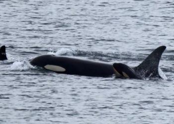 Tragjedia në bregdetin portugez: balenat vrasëse godasin dhe përmbysin një anije turistike