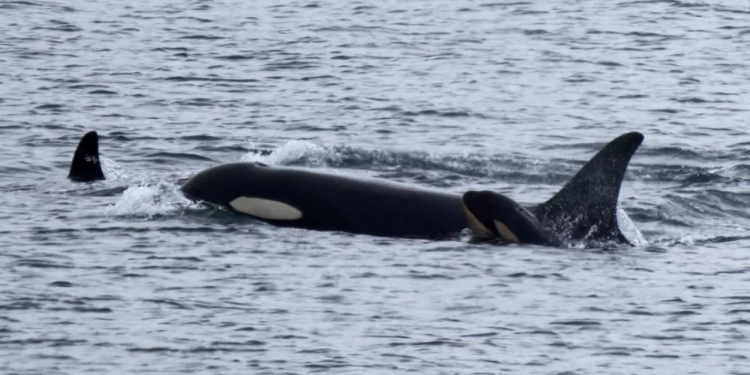 Tragjedia në bregdetin portugez: balenat vrasëse godasin dhe përmbysin një anije turistike