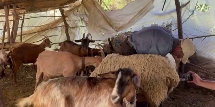 Ujku shkakton shkatërrim në Lushnjë: sulmon kope dhe vret mbi 40 kafshë, pronari thotë se mendoi se ishte hajdut.