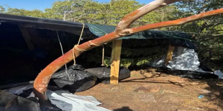 VIDEO/ Zbulohet 1.1 ton marihuanë dhe armë në Greqi, arrestohen 6 shqiptarë. Të fshehur në qese të zeza.