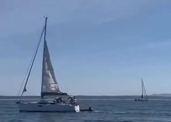 Video: Momente dramatike në brigjet e Portugalisë, balena vrasëse përplaset me një varkë turistike dhe e fundos atë.