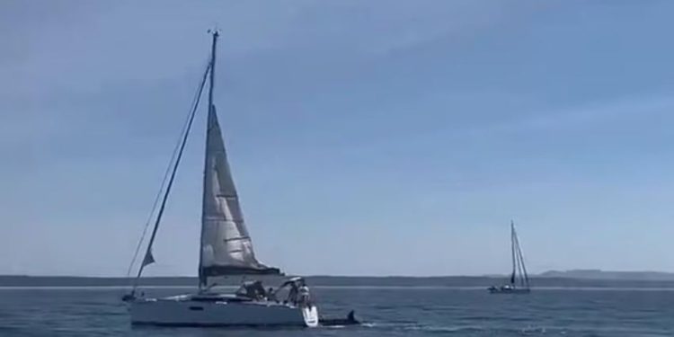 Video: Momente dramatike në brigjet e Portugalisë, balena vrasëse përplaset me një varkë turistike dhe e fundos atë.