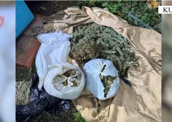 62-vjeçari me precedentë penale në Lezhë kapet në flagrancë, pasi kishte fshehur mbi 7 kg kanabis në banesën e tij për të tregtuar lëndën narkotike.