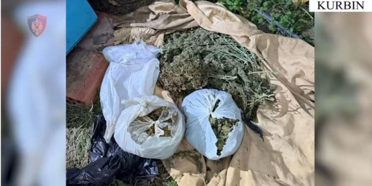 62-vjeçari me precedentë penale në Lezhë kapet në flagrancë, pasi kishte fshehur mbi 7 kg kanabis në banesën e tij për të tregtuar lëndën narkotike.