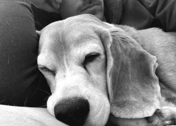 Aaron Ramsey në shqetësim, pasi ka humbur qenushen; ofron shpërblim prej 10 mijë dollarësh.