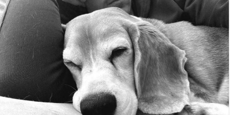 Aaron Ramsey në shqetësim, pasi ka humbur qenushen; ofron shpërblim prej 10 mijë dollarësh.