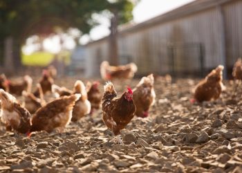 Alarm në Europë për shkak të Gripit të Shpendëve, miliona pula do të eliminohen.