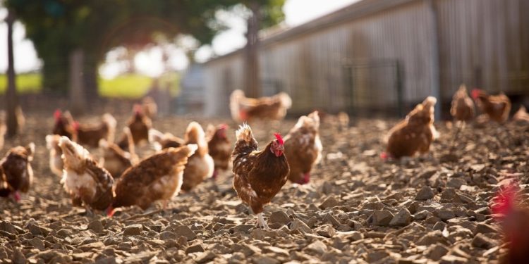 Alarm në Europë për shkak të Gripit të Shpendëve, miliona pula do të eliminohen.