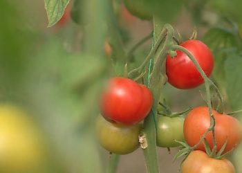 Bujqësia, çelësi për integrimin: Ekspertët europianë rekomandojnë përafrimin e ligjeve me BE dhe bashkimin e inspektorateve si hap të nevojshëm.