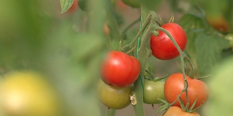 Bujqësia, çelësi për integrimin: Ekspertët europianë rekomandojnë përafrimin e ligjeve me BE dhe bashkimin e inspektorateve si hap të nevojshëm.