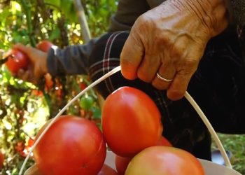 Domatet nuk po shiten/ Tregu për fermerët mbetet problematik, mungon pika e grumbullimit në Elbasan