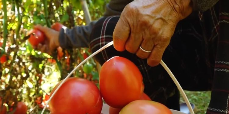 Domatet nuk po shiten/ Tregu për fermerët mbetet problematik, mungon pika e grumbullimit në Elbasan