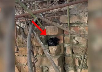 Dy të rinj kapen në flagrancë duke shitur drogë në lokacione të ndryshme në kryeqytet. Autoritetet sekuestruan lëndën narkotike dhe armë të ftohta.