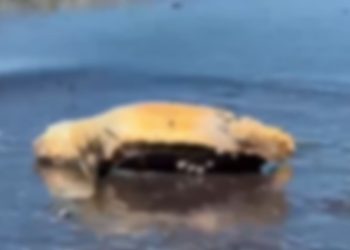 E gjetur në breg, breshka e rrallë e detit zbulohet në Vlorë, me dyshime për një përplasje nga një mjet lundrues.