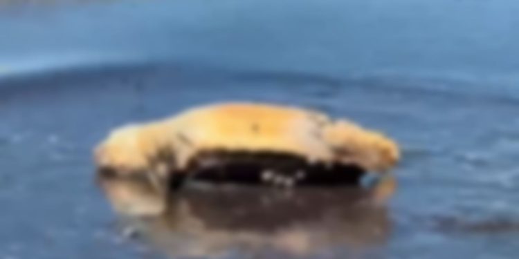 E gjetur në breg, breshka e rrallë e detit zbulohet në Vlorë, me dyshime për një përplasje nga një mjet lundrues.