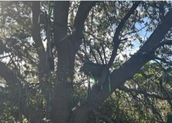 FBI identifikon një strukturë të dyshimtë afër aeroportit ku ateron avioni i Trump, duke hetuar mundësitë e rreziqeve për Presidentin.