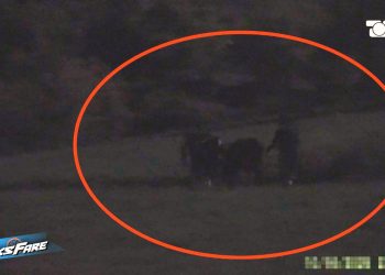 Fiks Fare/ Skandal në kufi, Fiksi zbulon rrjetin e kontrabandës së viçave nga Maqedonia e Veriut në Shqipëri, duke rrezikuar seriozisht sigurinë ushqimore.