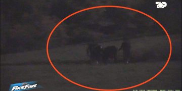 Fiks Fare/ Skandal në kufi, Fiksi zbulon rrjetin e kontrabandës së viçave nga Maqedonia e Veriut në Shqipëri, duke rrezikuar seriozisht sigurinë ushqimore.