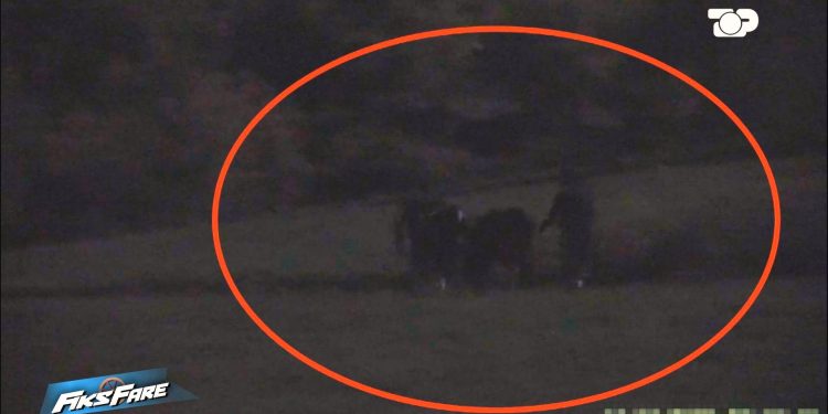 Fiks Fare/ Skandal në kufi, Fiksi zbulon rrjetin e kontrabandës së viçave nga Maqedonia e Veriut në Shqipëri, duke rrezikuar seriozisht sigurinë ushqimore.