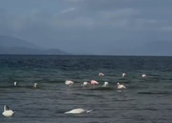 Flamingot e Pogradecit, shpendët me ngjyrë rozë, janë ndalur në liqen gjatë kalimit të tyre migrator.