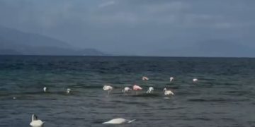Flamingot e Pogradecit, shpendët me ngjyrë rozë, janë ndalur në liqen gjatë kalimit të tyre migrator.