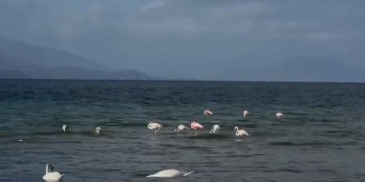 Flamingot e Pogradecit, shpendët me ngjyrë rozë, janë ndalur në liqen gjatë kalimit të tyre migrator.
