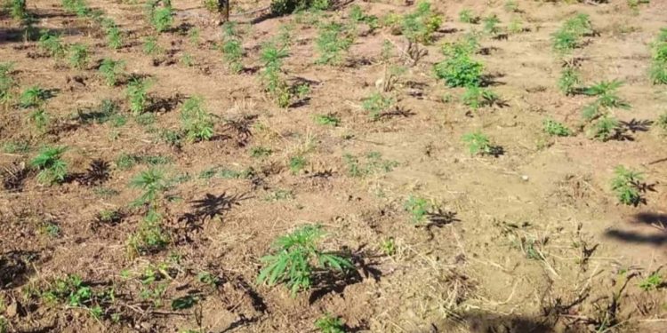 Gjendet plantacioni i marijuanës në afërsi të kufirit greko-shqiptar, konfiskohen fidanët.