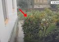I riu në Shkodër arrestohet për vjedhjen e bizhuterive në një banesë, ndërsa pronari i sendeve me vlerë procedohet.