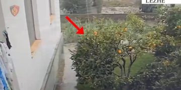 I riu në Shkodër arrestohet për vjedhjen e bizhuterive në një banesë, ndërsa pronari i sendeve me vlerë procedohet.