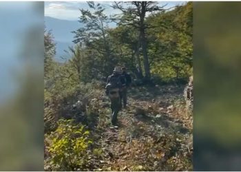 Kultivonin mijëra bimë kanabisi në Shkodër, nën hetim 5 kryetarë fshatrash për shpërdorim detyre