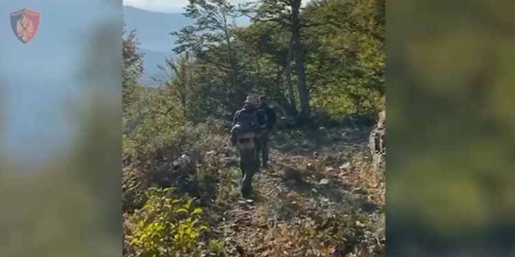 Kultivonin mijëra bimë kanabisi në Shkodër, nën hetim 5 kryetarë fshatrash për shpërdorim detyre