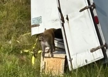 Kamioni aksidenton, majmunët e infektuar shpëtojnë. Rrezik për përhapjen e viruseve