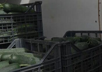 Kastraveci mbetet pa treg, fermerët e Lushnjes përballen me fazë të vështirë pas prodhimit të lartë, për shkak të “lajmeve të këqija”.