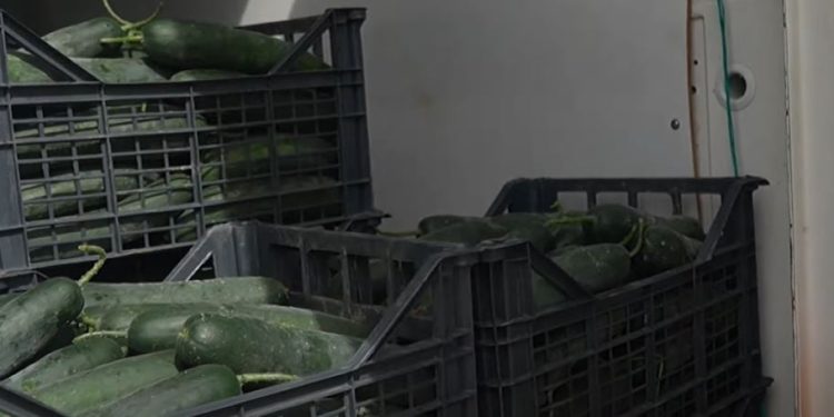 Kastraveci mbetet pa treg, fermerët e Lushnjes përballen me fazë të vështirë pas prodhimit të lartë, për shkak të “lajmeve të këqija”.