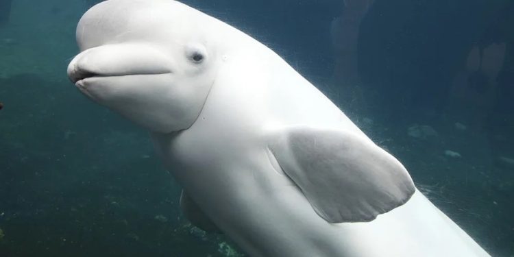 Kopshti zoologjik në Kanada paralajmëron përkrahjen e rrezikshme të 30 balenave në rast se nuk sigurton ndihma financiare nga qeveria.