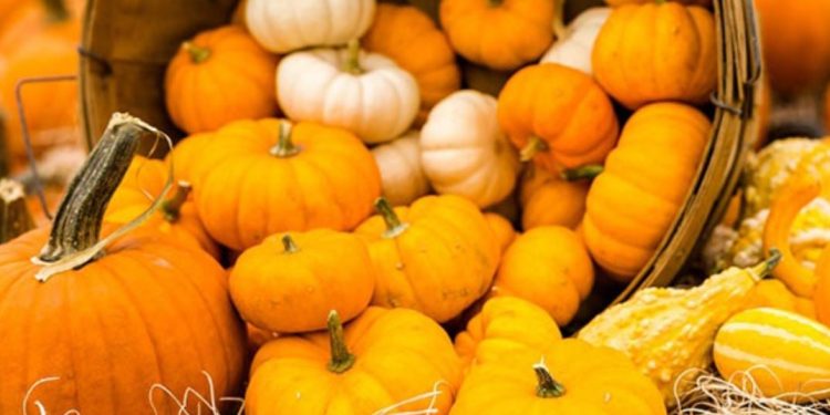 Kungulli i artë i vjeshtës: Arsye për ta përfshirë në dietën tuaj