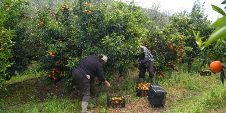 Mandarina me pesticide të ndaluara në treg, AKU kërkon tërheqjen e frutave të blera nga 23 deri më 27 tetor.
